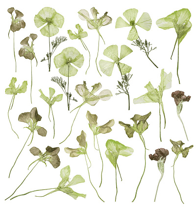 Фотообои GreenDay 4, GREENDAY, Wall street